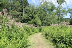 Explore Raccoon Creek's Wildflower Reserve