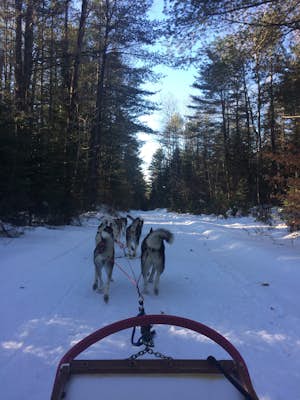Dog Sled in the Quebec Forest