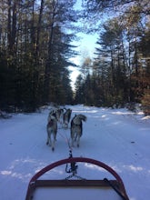 Dog Sled in the Quebec Forest