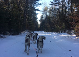Dog Sled in the Quebec Forest