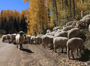 Photograph Sheep along Kebbler Pass