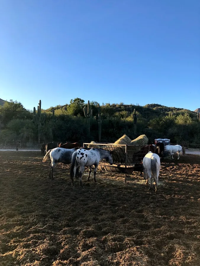 Horseback Ride in the Sonoran Desert 