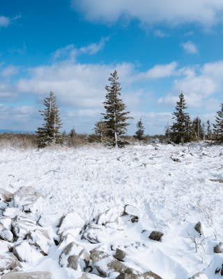 Snowshoe or Cross-Country Ski Dolly Sods