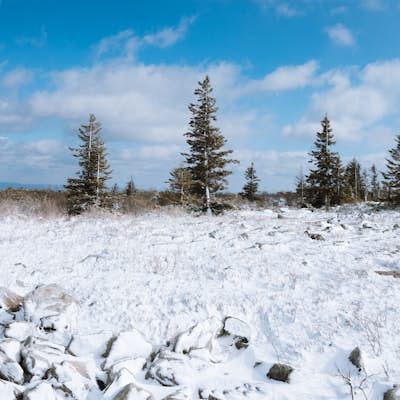 Snowshoe or Cross-Country Ski Dolly Sods