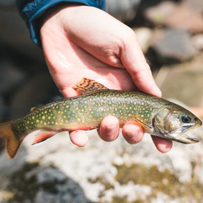 Fly Fish in the George Washington National Forest