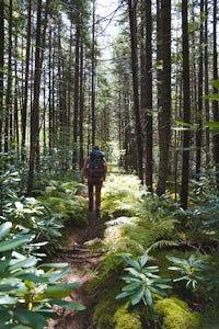 Cranberry Wilderness North South Loop Trail