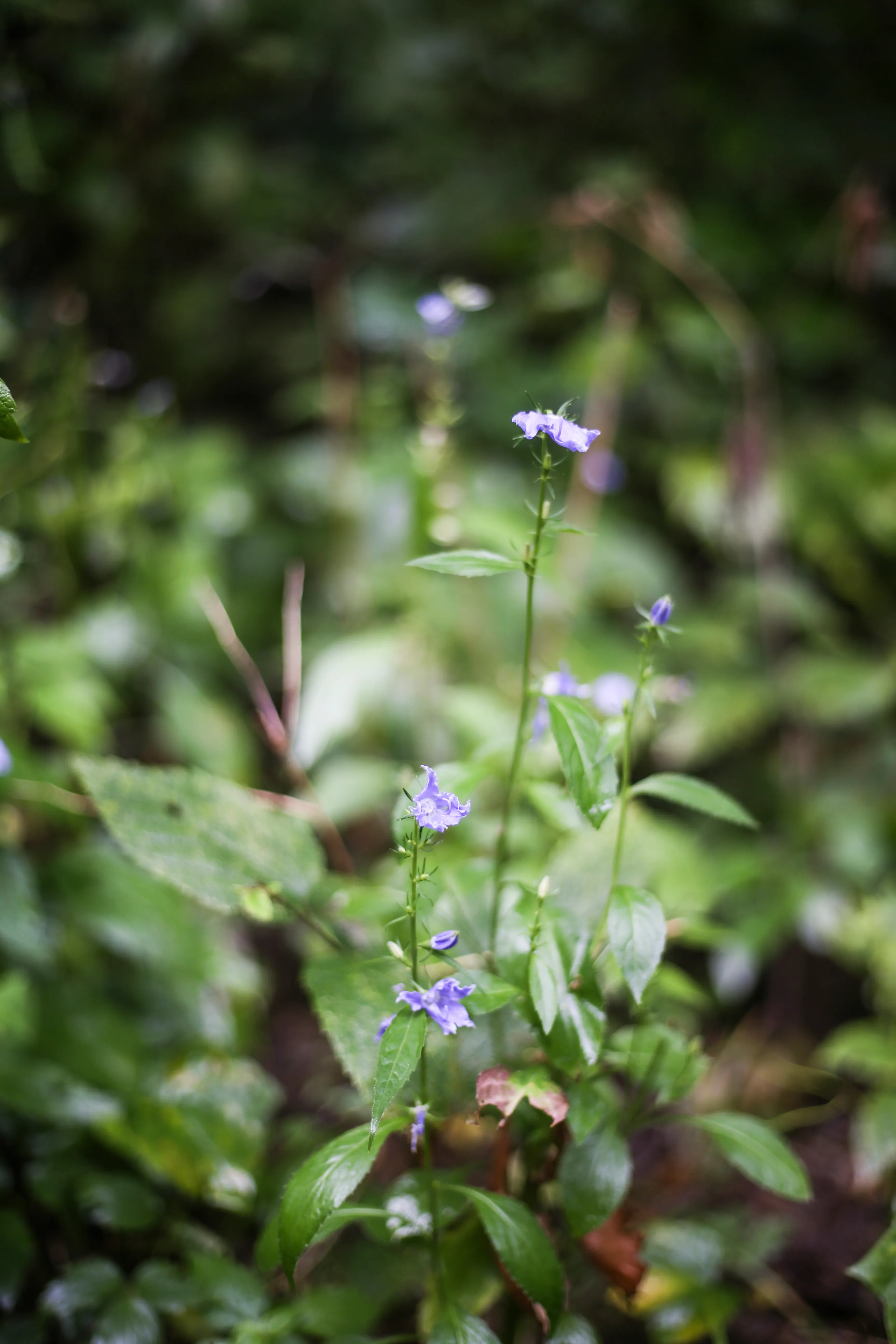 Hike Five Ridge Prairie 