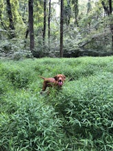 Trail Run the AT in the G.R. Thompson