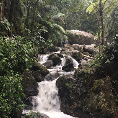 Hike Through the El Yunque Rain Forest 