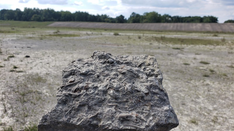 Photo of Fossil Hunt at Caesar Creek