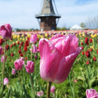 Experience the Holland MI Tulip Festival