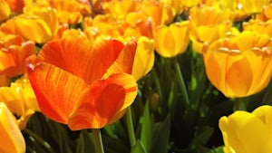 Experience the Holland MI Tulip Festival