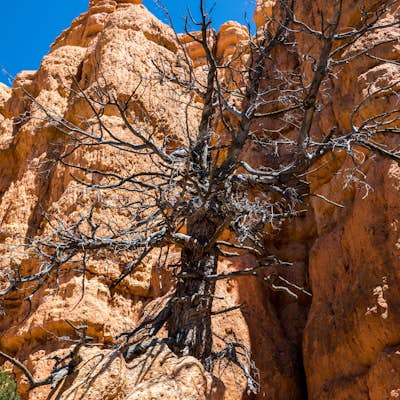 Hike the Hoodoo Loop Trail in Dixie National Forest