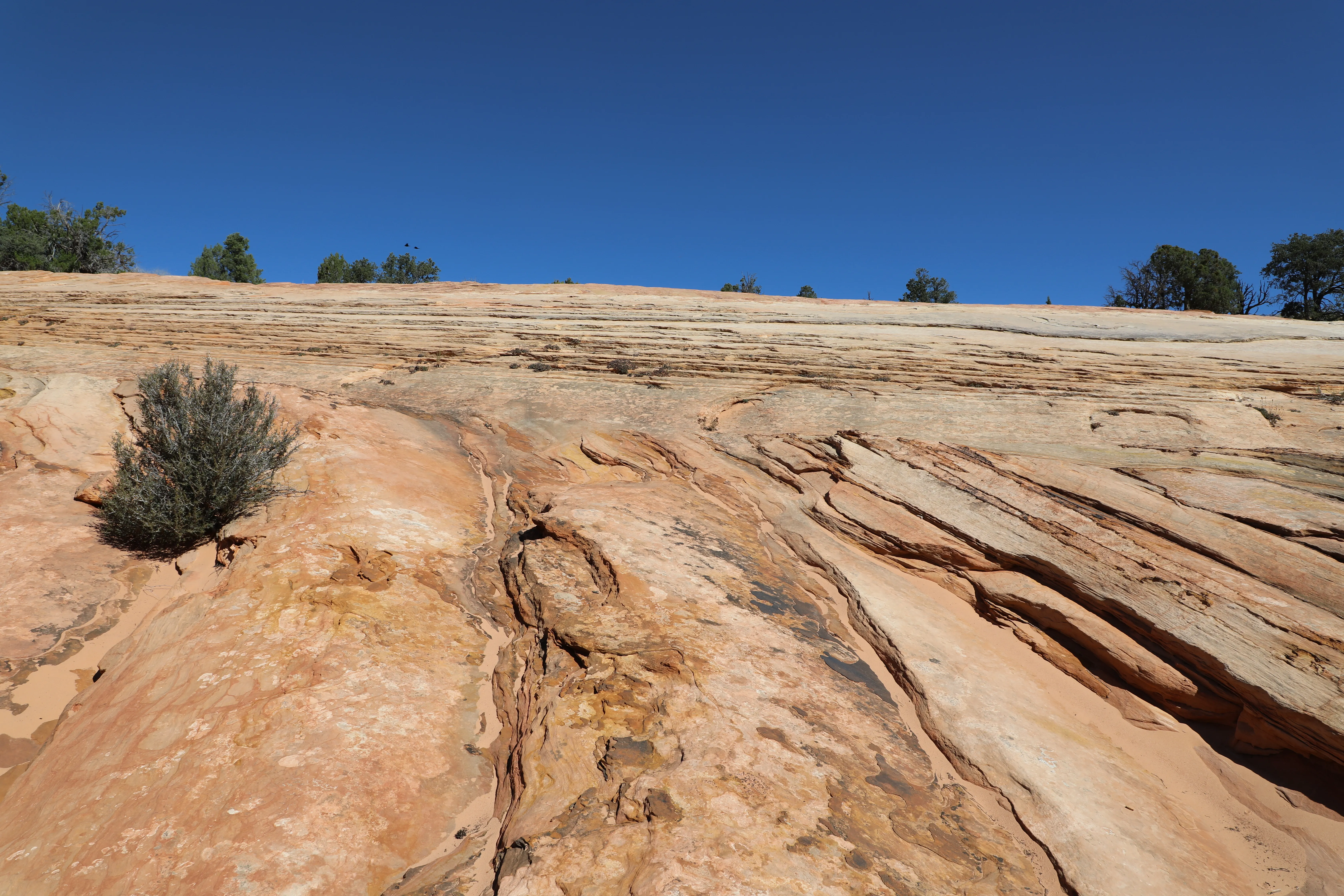 See Dinosaur Tracks at the Moccasin Mountain Dinosaur Tracksite