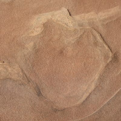 See Dinosaur Tracks at the Moccasin Mountain Dinosaur Tracksite