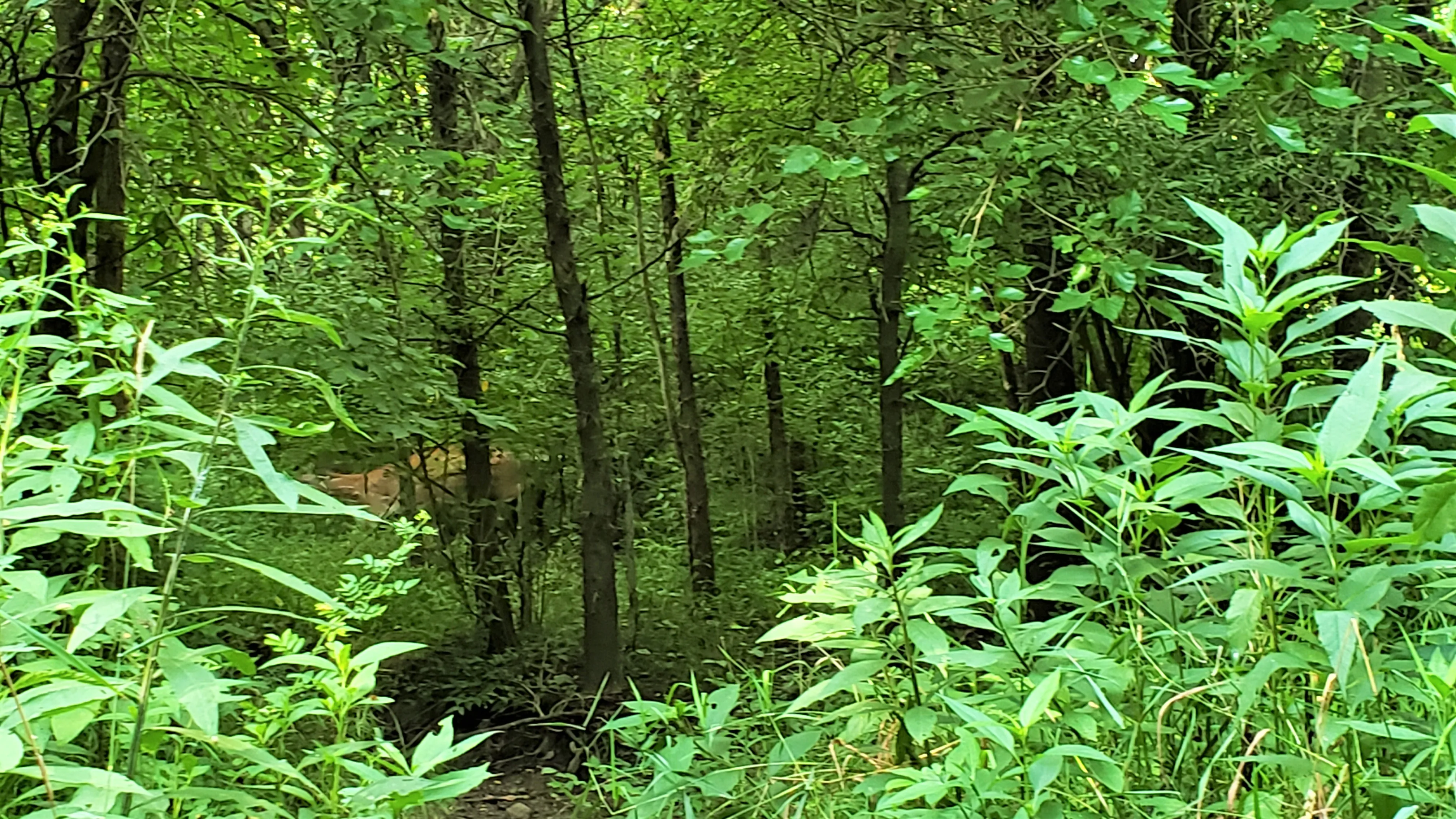 Hike the Darby Creek Trail