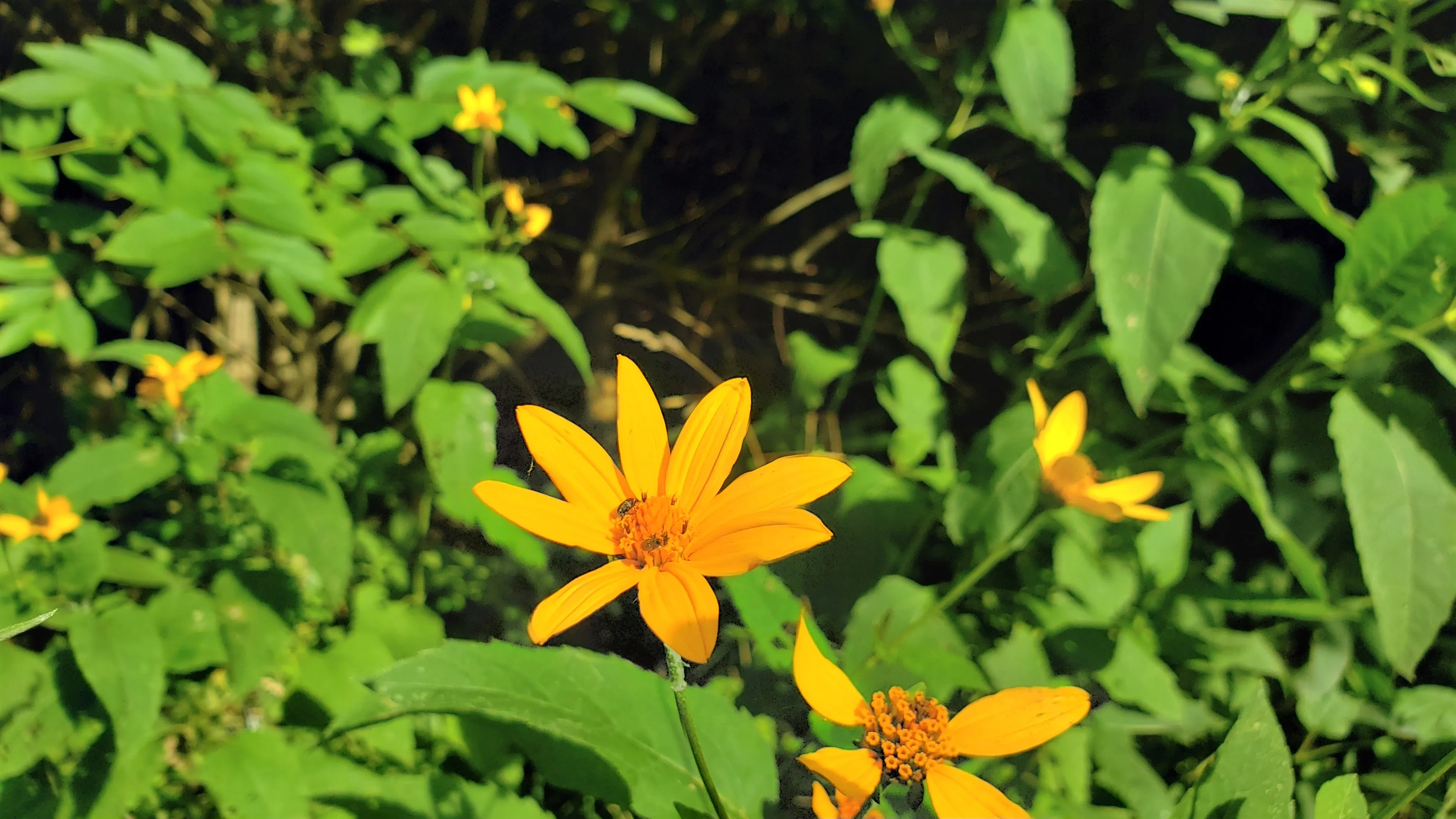 Hike the Darby Creek Trail