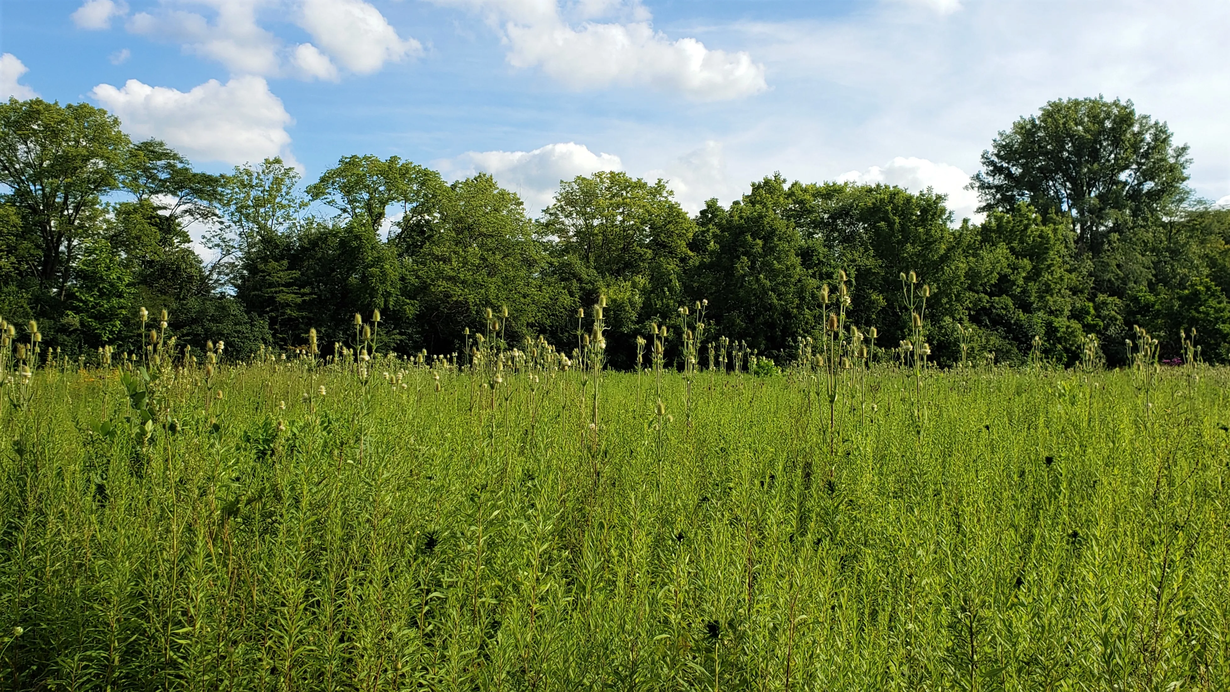 Hike the Darby Creek Trail