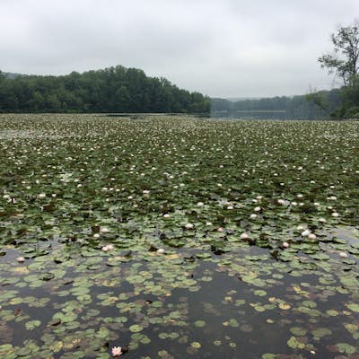 Hike the Lenape and Boone Trail Loop at French Creek State Park