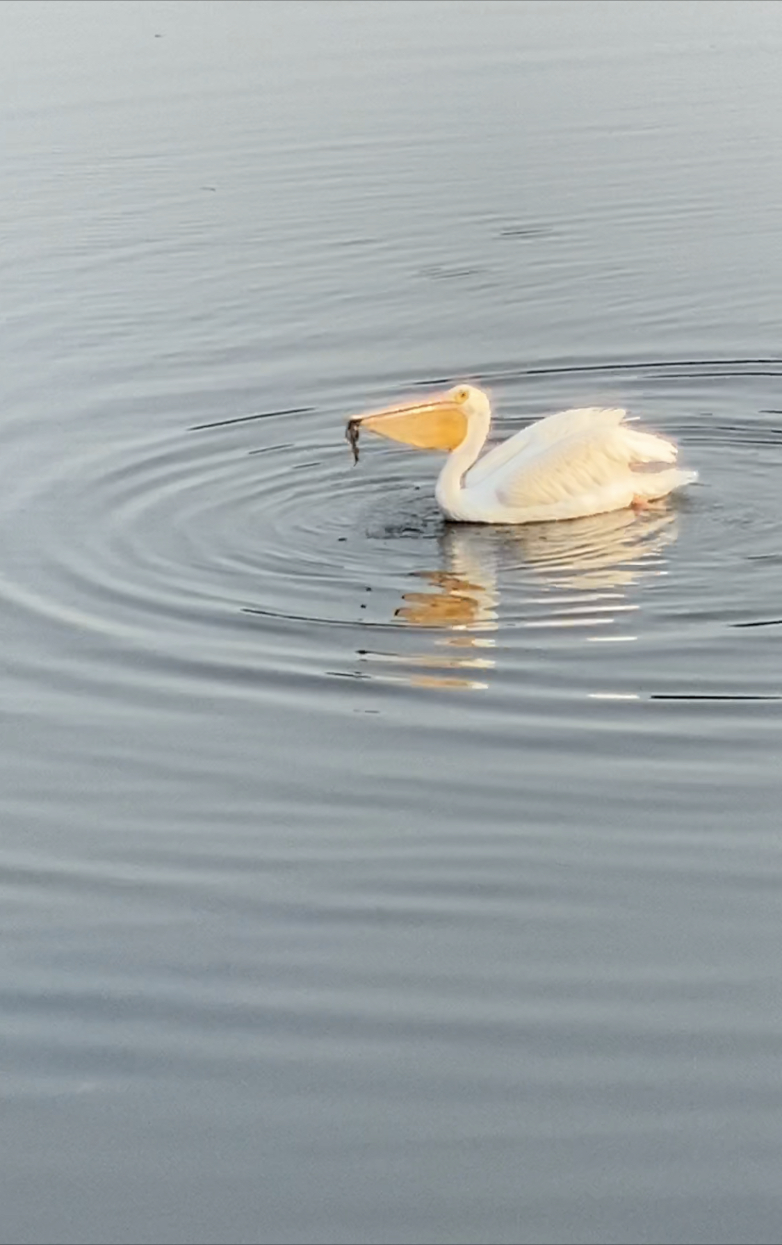 Bolsa Chica Ecological Reserve Trail