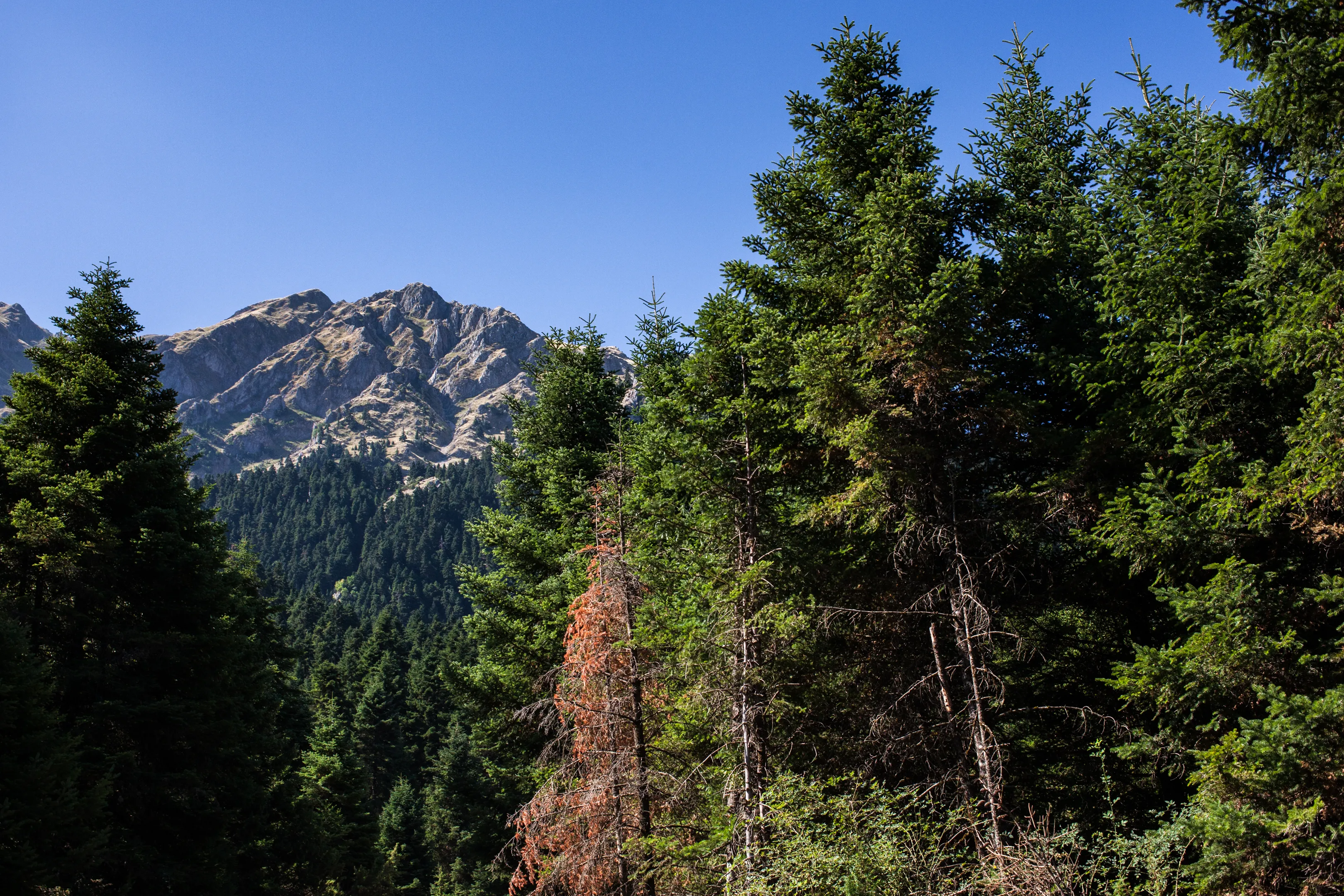 Explore the River in Panta Vrehi Canyon