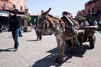 Wander the Marrakech Medina