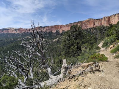 Under the Rim Trail to Swamp Canyon Camp