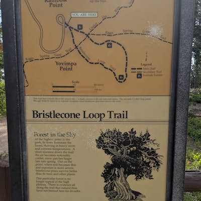 Hike the Bristlecone Loop Trail 