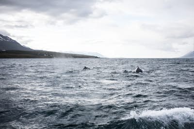 Whale Watching at Dalvik