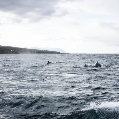 Whale Watching at Dalvik