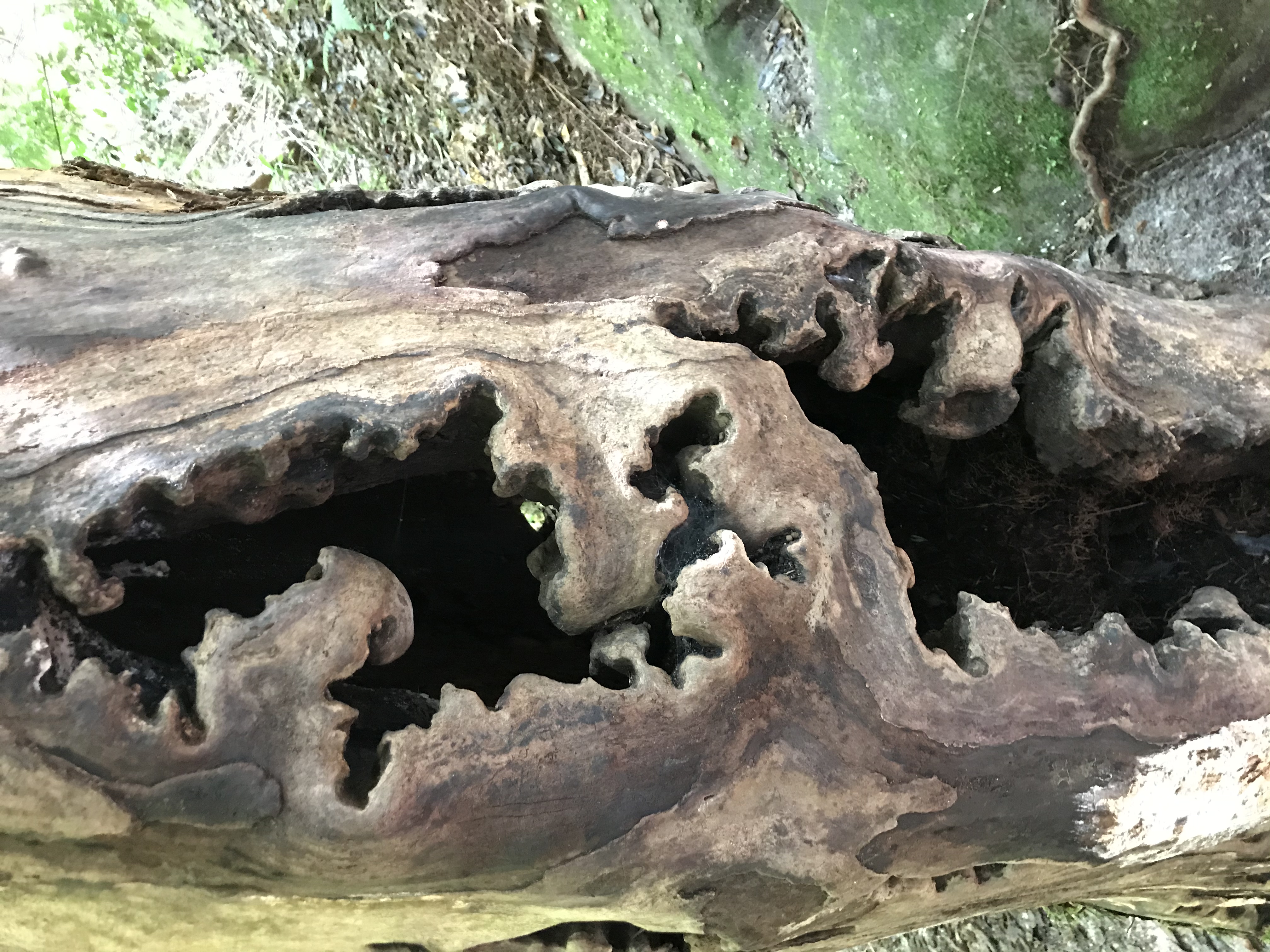 Hike to Dismals Canyon Falls
