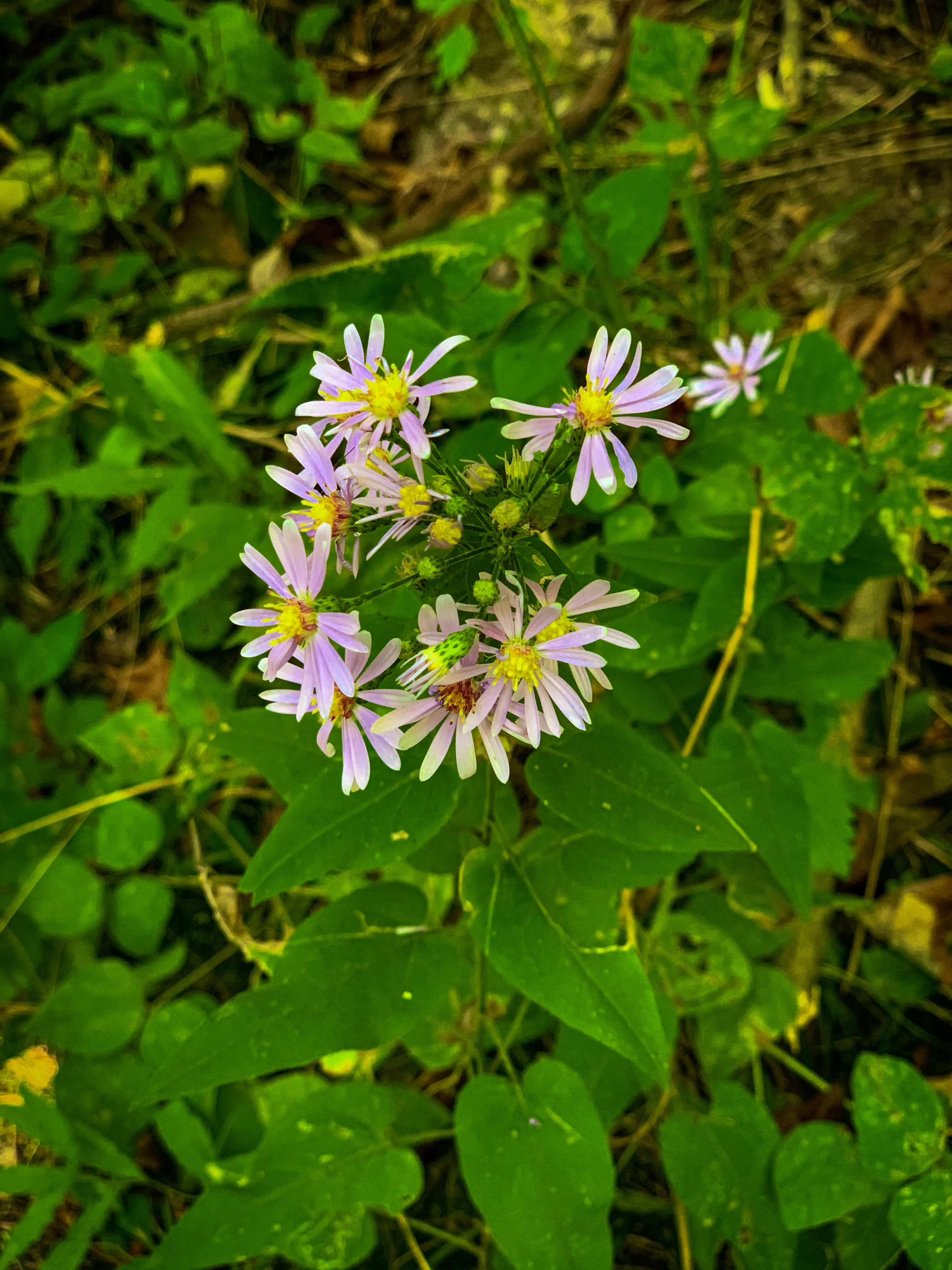 Hike Indian Creek Trail