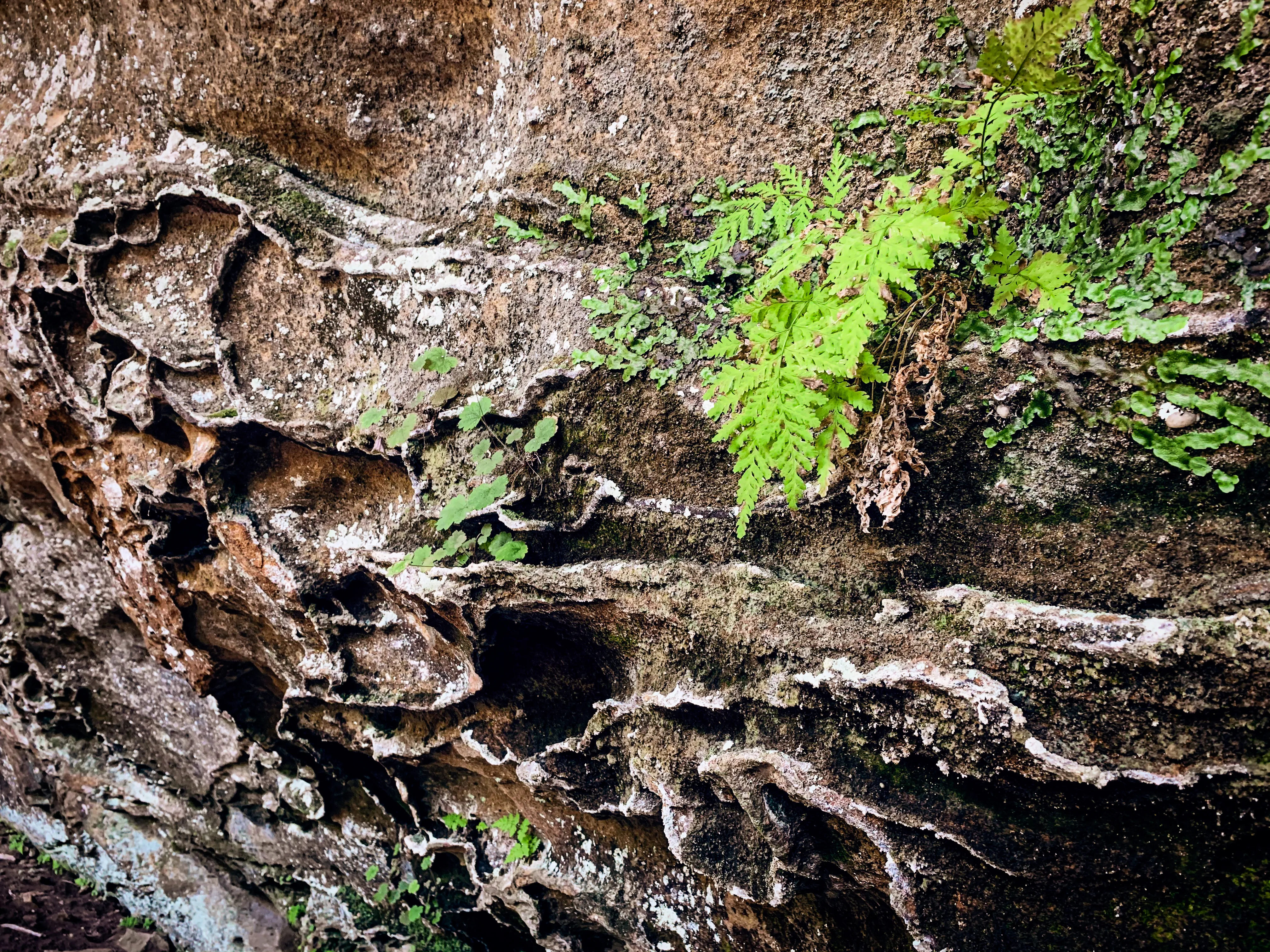 Hike to Hawk's Cave