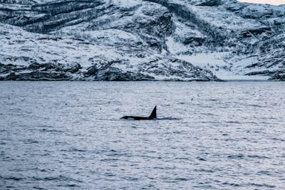 Orca Watching in Skjervøy