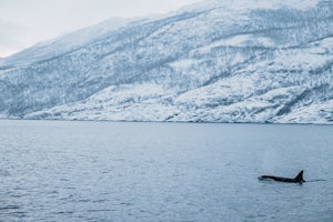 Orca Watching in Skjervøy