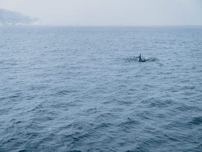 Orca Watching in Skjervøy