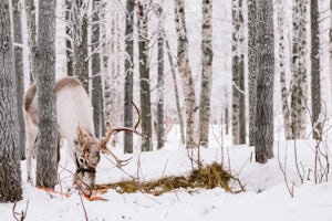 Ski to a Reindeer Farm in Kittilä