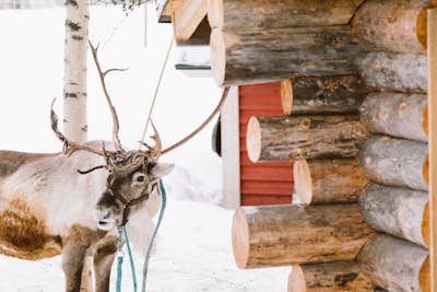 Take a Winter Stroll in Levi in Finnish Lapland
