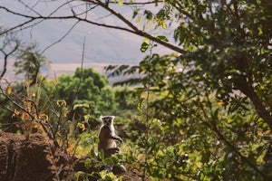 Camp among Lemurs at Tsarasoa Camp