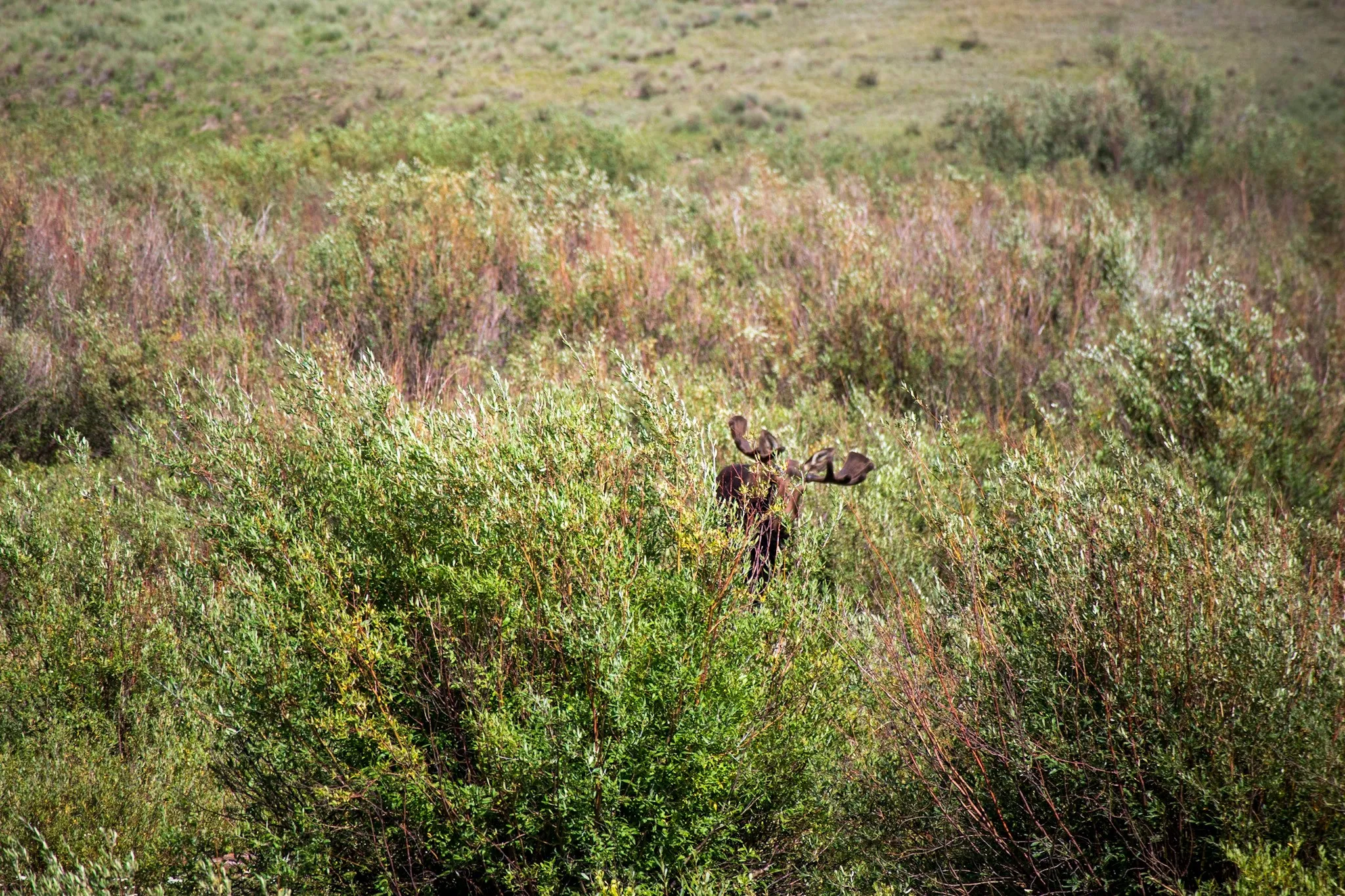 Photograph Moose of the Animas River