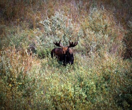 Photograph Moose of the Animas River