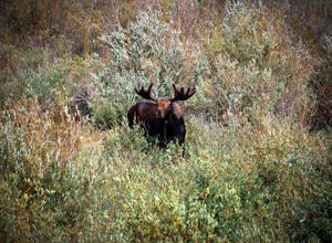Photograph Moose of the Animas River