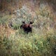 Photograph Moose of the Animas River