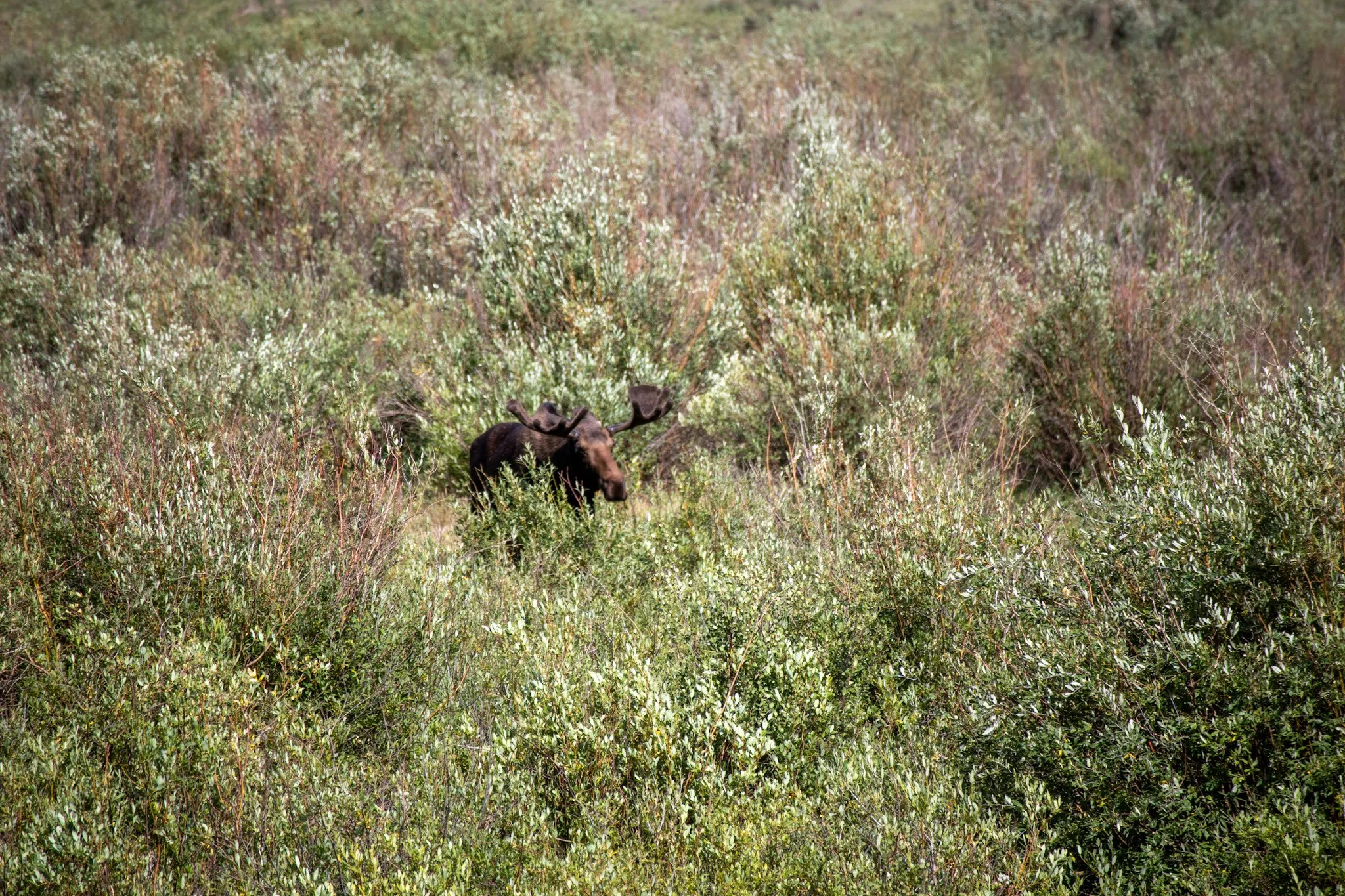 Photograph Moose of the Animas River