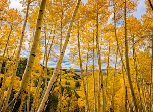 5 Great Spots in Colorado for Fall Colors