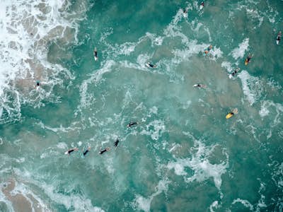 Swim with Humpback Whales on the Sunshine Coast