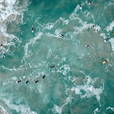 Swim with Humpback Whales on the Sunshine Coast