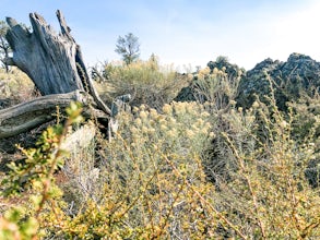 Stroll Through Devil's Orchard