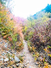 Hike to the Rope Swing on Deuel Creek Trail