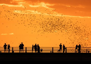 Watch the Mexican-Free-Tailed Bats Emerge from Congress Street Bridge